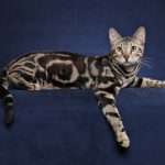 Crédito Silvia Pratta - Gato 108 (1)