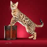 Crédito Silvia Pratta - Gato 108 (2)