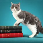 Crédito Silvia Pratta - Gato 32