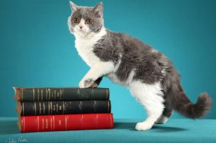 Crédito Silvia Pratta - Gato 32