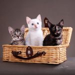 Crédito Silvia Pratta - Gato 63 (2)