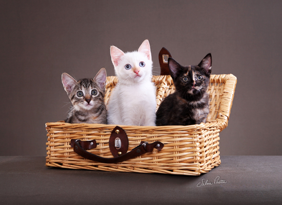 Crédito Silvia Pratta - Gato 63 (2)