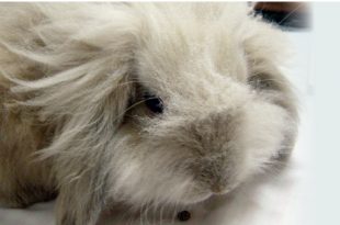 SuperPet edição 2.indd