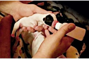 SuperPet edição 2.indd