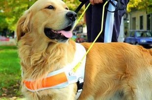 cao-guia-foto-ministerio-da-justica