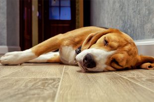 shutterstock-caes-coracao