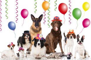 azpv-dog-birthday_1aug2015