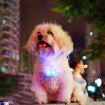 free-shipping-hotsale-led-light-font-b-dog-b-font-font-b-flashing-b-font-clip