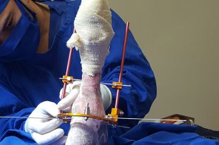 whatsapp-image-2016-10-03-at-10-03-20