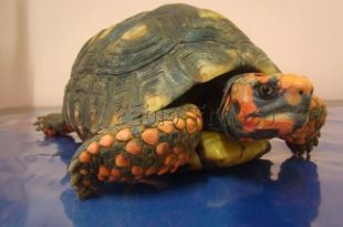 a31d28e3383b853d4b85e5e054ed0e30