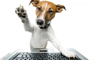 SuperPet edição 4.indd