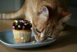 gato-cupcake