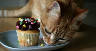 gato-cupcake