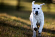 White labrador puppy running.
