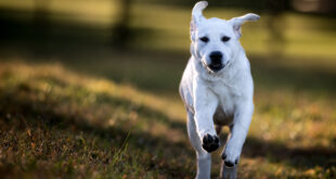 White labrador puppy running.
